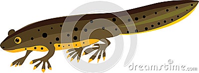 Cartoon newt Vector Illustration